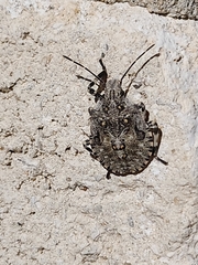 Brochymena