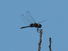 Macrodiplax balteata