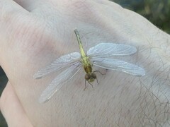 Erythrodiplax minuscula