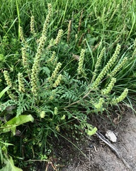 Ambrosia artemisiifolia