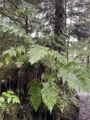 Dryopteris expansa