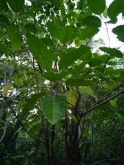 Alstonia balansae