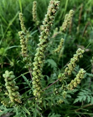 Ambrosia artemisiifolia