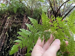 Dryopteris expansa