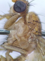 Heleomyzidae