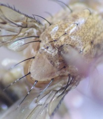 Heleomyzidae