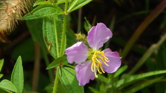 Rhexia mariana mariana