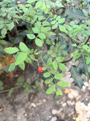 Rosa gymnocarpa