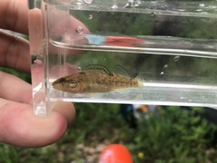 Etheostoma caeruleum