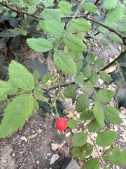 Rosa gymnocarpa