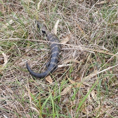 Tiliqua scincoides