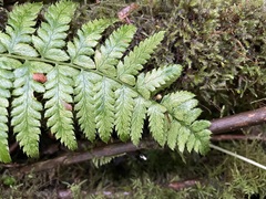 Polystichum andersonii