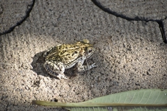 Incilius mazatlanensis