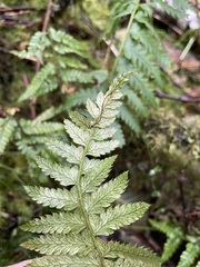 Polystichum andersonii