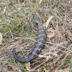 Tiliqua scincoides
