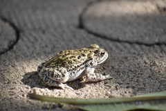 Incilius mazatlanensis