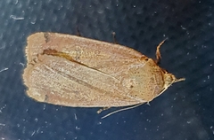 Abagrotis alternata