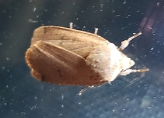 Abagrotis alternata