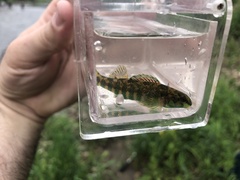 Etheostoma zonale