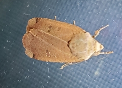 Abagrotis alternata