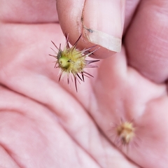 Cenchrus longispinus