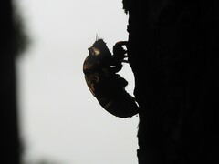 Cicadoidea