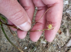 Cenchrus longispinus