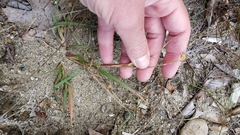 Cenchrus longispinus