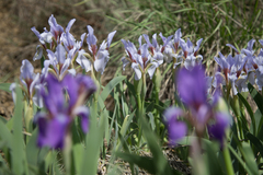 Iris glaucescens