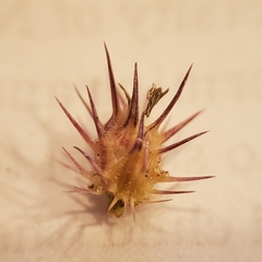 Cenchrus longispinus