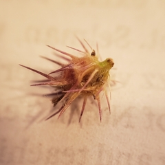 Cenchrus longispinus