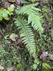 Polystichum andersonii