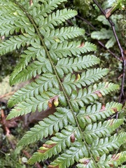 Polystichum andersonii