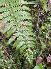 Polystichum andersonii