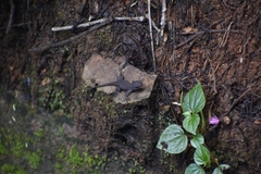 Sceloporus nelsoni