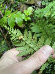 Polystichum andersonii