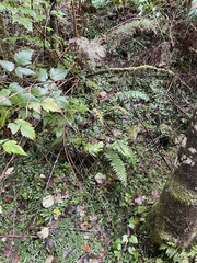 Polystichum andersonii