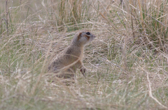 Spermophilus erythrogenys