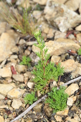 Chrysanthemum maximowiczii