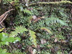 Polystichum andersonii