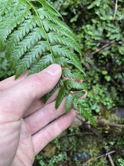 Polystichum andersonii