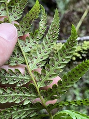 Polystichum andersonii