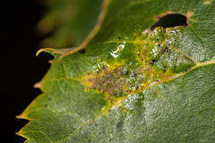 Eriophyes exilis