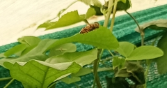 Eristalinus