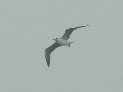 Larus delawarensis