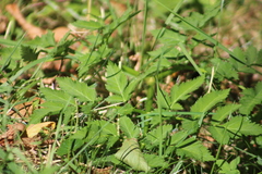 Angelica triquinata