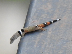 Sphaerodactylus glaucus