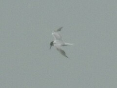 Sterna hirundo