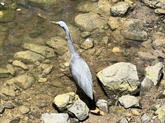 Egretta sacra