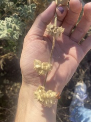 Malacothamnus orbiculatus